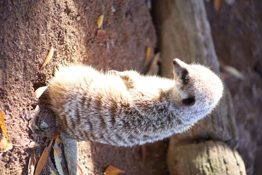 Meerkat cute looking up and down sweet animal. High quality photo