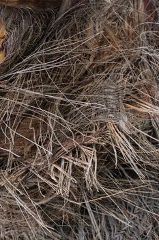 Textured fibers on the trunk of a palm tree. Background close up