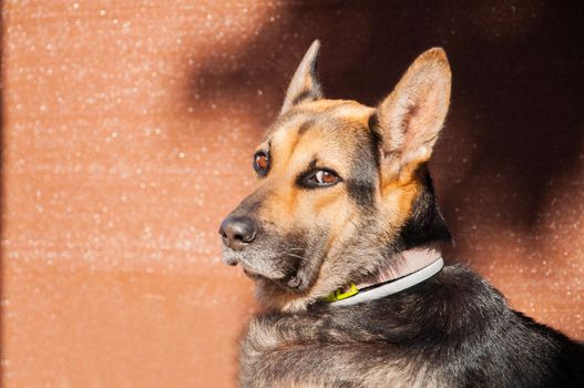 Belgian shepard side view portrait with brown background.