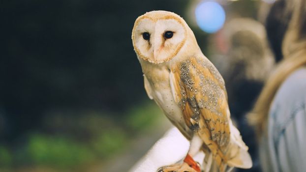 An owl on a city street in the evening waiting for tourists