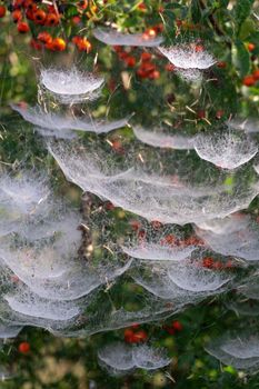 Complex tiered web on a bush with red berries close up