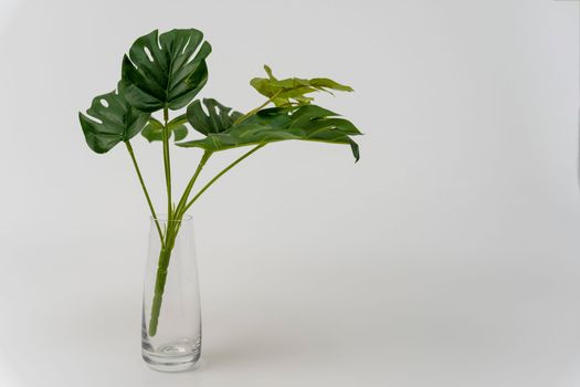 artificial monstera leaves in a glass cup on a white background. Close-up. Artificial plant, Philodendron monstera, home interior