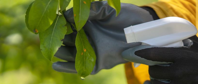 A girl sprays plants against disease, pesticide treatment..A gloved hand treats the leaves with pesticides to cure the illness, close up.