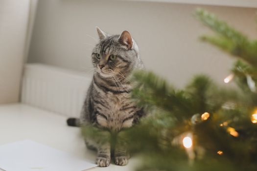 A beautiful domestic gray cat next to a decorated Christmas tree. Merry Christmas and New Year