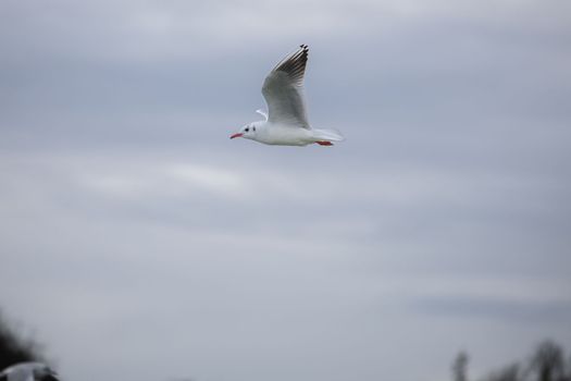 Bird flies, sky background. White seagull flying in a dramatic sky