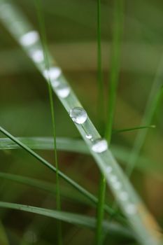 Winter rain droplets in grass leaves background close up nature exploration big size high quality prints