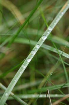 Winter rain droplets in grass leaves background close up nature exploration big size high quality prints