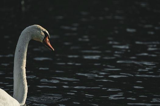 Beautiful white swam swimming in the pond. Portrait of a beautiful swan