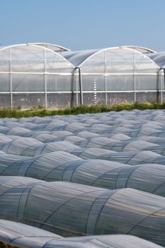 Farm plantation covered under agricultural plastic film tunnel rows, Create a greenhouse effect, Growing food, protecting plants from frost and wind, High quality 4k footage