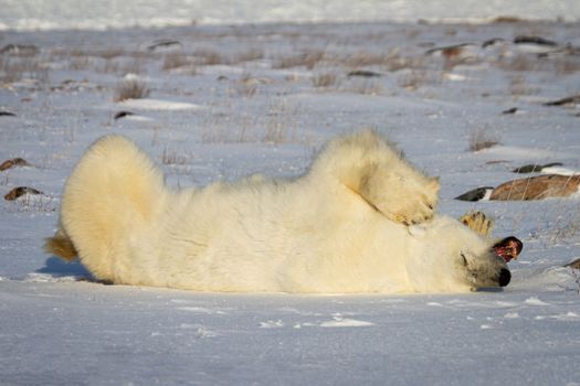 A polar bear rolling around in the snow with legs in the air while yawning or growling, near Churchill, Manitoba Canada