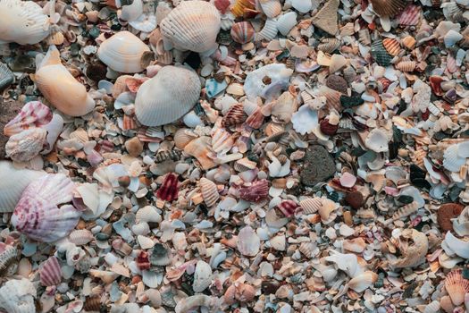 Close-up seashells on beach sand summer day. Abstract ocean background pattern collection.