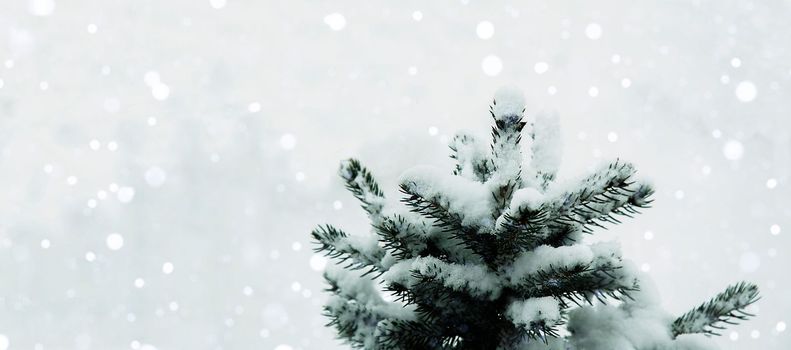 Festive, winter background. A natural Christmas tree in the snow in a snowfall. Copy space. Falling snowflakes. Snow is lying on the branches of a tree. New Year, Christmas, background.
