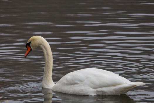 Beautiful white swam swimming in the pond. Portrait of a beautiful swan