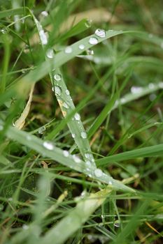 Winter rain droplets in grass leaves background close up nature exploration big size high quality prints