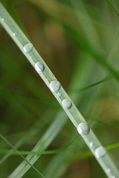 Winter rain droplets in grass leaves background close up nature exploration big size high quality prints