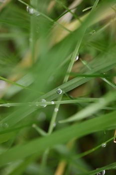 Winter rain droplets in grass leaves background close up nature exploration big size high quality prints