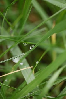 Winter rain droplets in grass leaves background close up nature exploration big size high quality prints