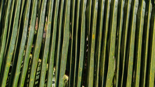 Palm branch leaf close-up, background and texture of the plant. High quality photo