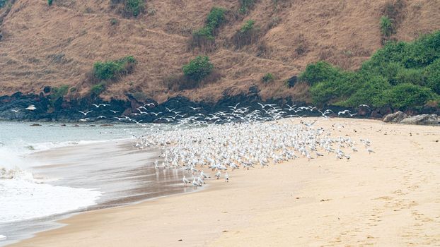 A flock of seagulls sits on the seashore and seagulls fly over the water. High quality photo
