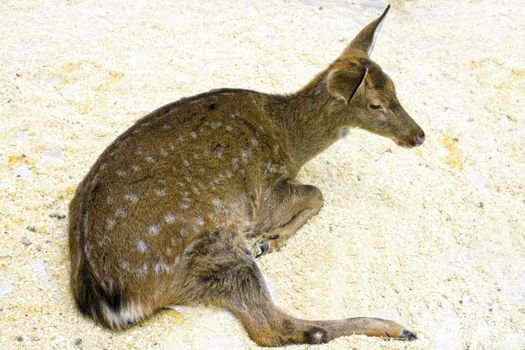 A young female sika deer lies on sawdust in an enclosure. Defocus.
