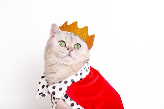 Close up of white cat in a golden crown and a red robe sitting on a white background. To close. Copy space