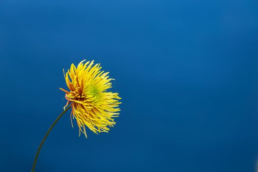 Yellow aster flower against deep blue background. . Minimal spring concept.Aesthetic blooming.