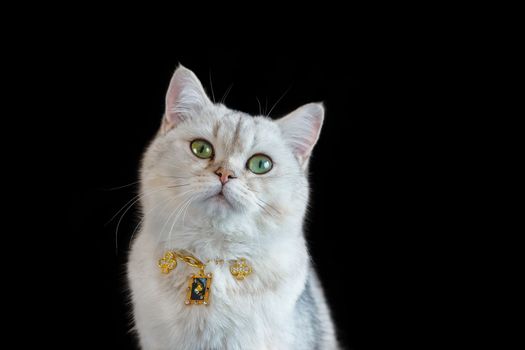 A cool white British cat wears a collar on a gold chain with figures of card suits, sits against the black background. Close up. Copy space