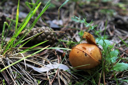 Small mushroom covered with a leaf, close-up in the forest. Natural landscape.