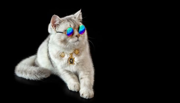A cool white British cat wears blue sunglasses and a collar on a gold chain with figures of card suits, lies against the background, looks towards the . Wide banner. Copy space