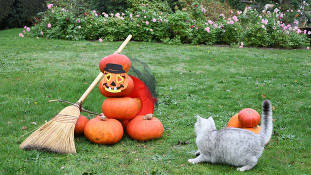 scottish gray kitten next to a scarecrow halloween spooky ghost folded of pumpkins in a hat and mask with a broom curious cat looks. High quality photo