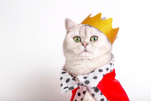 Charming white cat in a golden crown and red robe, sitting on a white background. Close up. Copy space