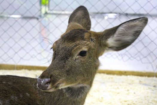 Close-up of a young female sika deer in a zoo enclosure. Defocus.