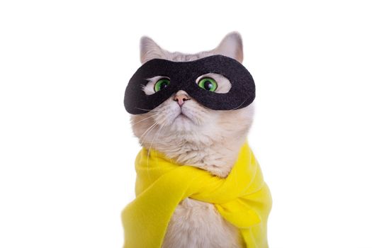 Cute white cat in a black mask and yellow cape look up , on white background. Close up