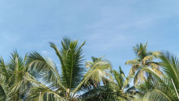 Palm trees against the sky space for text. High quality photo