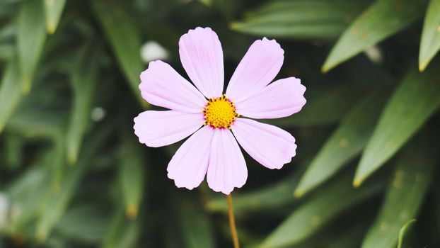 A pink Cosmea flower against a background of greenery in a park