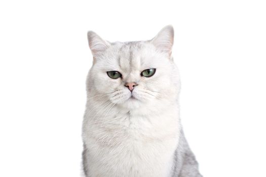 Funny displeased white british cat with green eyes on a white background. copy space. Close up