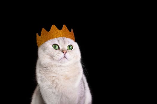 A close-up of a luxurious white royal cat in a golden crown, sitting on an isolated black background, looks away. Copy space