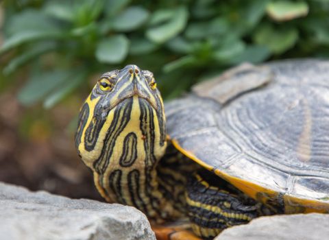 portrait of freshwater pond turtle with yellow stripes and brown shell,echotic pet. High quality photo