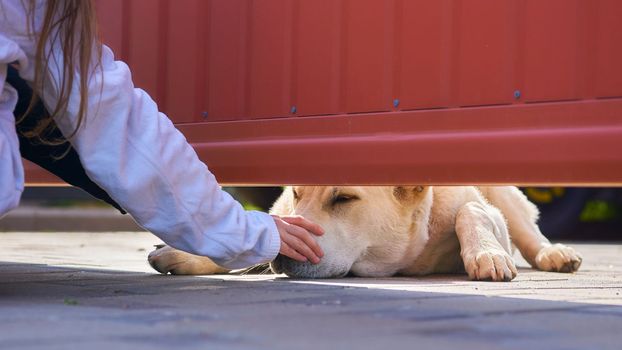 watch over in order to protect or control. A big sad guard dog allows himself to be stroked by a small child from behind the fence.
