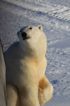 Closeup of a polar bear or ursus maritumus looking up on a sunny day with snow in the background, near Churchill, Manitoba Canada