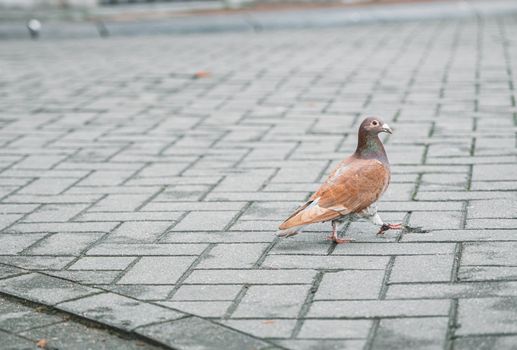 Closeup of a lone brown pigeon walking in the street