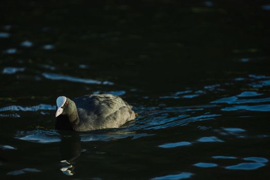 Closeup of water bird Eurasian Coot Fulica Atra swimming in the lake. Birds of Europe