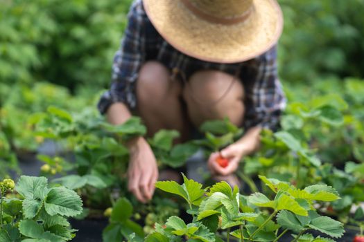 Female hands in gloves hold a handful of juicy ripe red strawberries, a girl farmer picks berries in her garden on a sunny summer day.