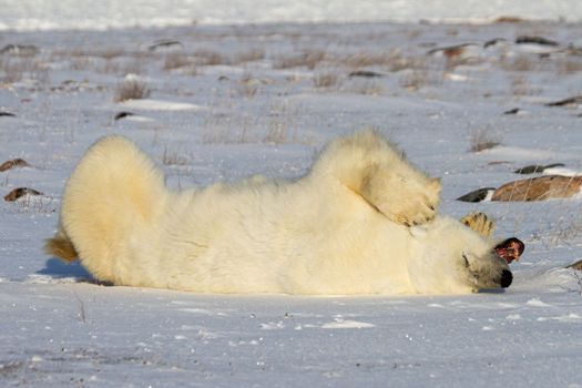 A polar bear rolling around in snow with legs in the air, with snow on the ground and willows in the background, near Churchill, Manitoba Canada