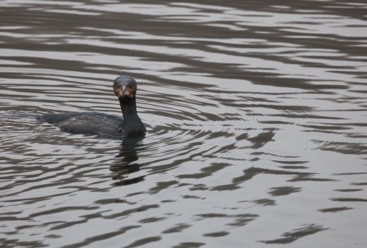 Close-up of Cormorant swimming in lake,Close-up of water grebe swimming in lake. Bird with blue eyes