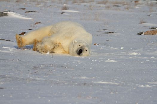 A polar bear rolling around and playing in the snow, near Hudson Bay, Churchill, Manitoba, Canada