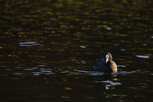 Closeup of water bird Eurasian Coot Fulica Atra swimming in the lake. Birds of Europe