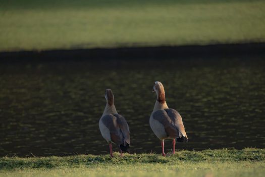 Couple of geese standing near the lake in the park. Family of Egyptian geese