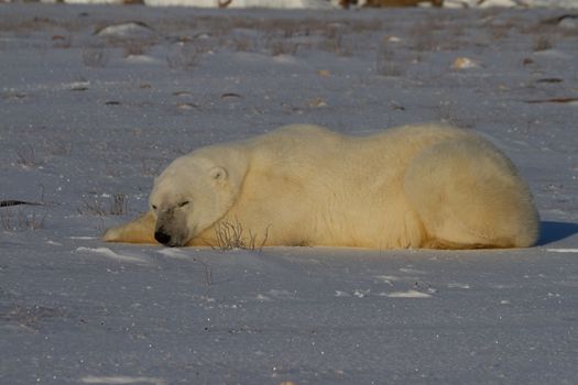 A polar bear or Ursus maritumus lying down with paws stretched and taking a nap, near Churchill, Manitoba Canada