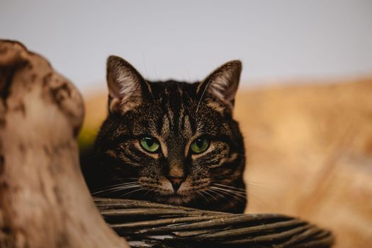 Adorable Domestic Tabby Cat looking in the distance